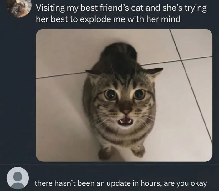 Cat Memes That Might Just Make Sense To Every Animal Lover (74 Pictures)