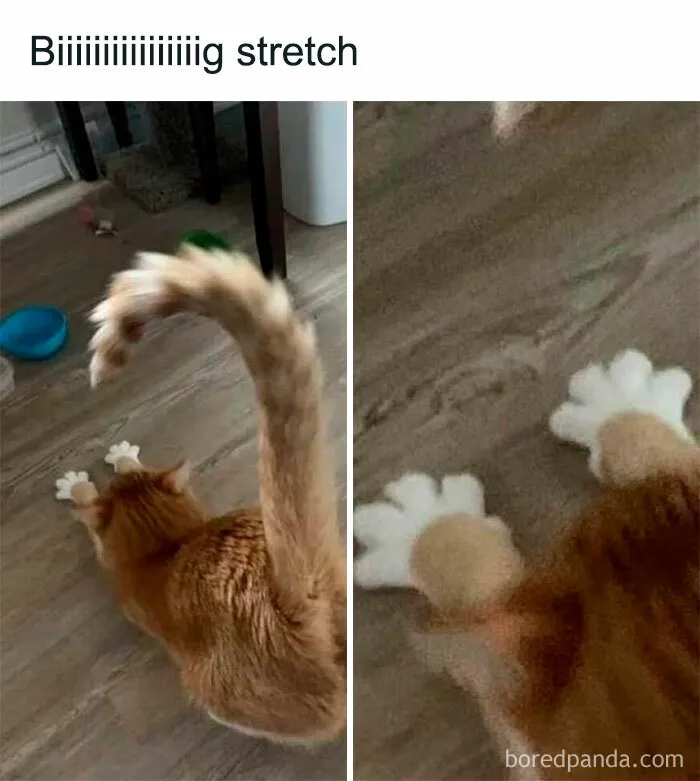 Silly-Cats-Out-Of-Context