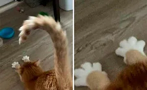 77 Confusing "Cats Out Of Context" Photos That Somehow Get Funnier The Longer You Look
