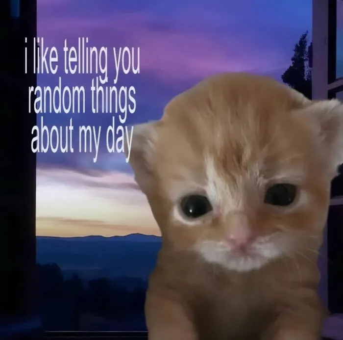 A cat meme with a sad-looking orange kitten in front of a window view of a sunset, for Cat Memes.