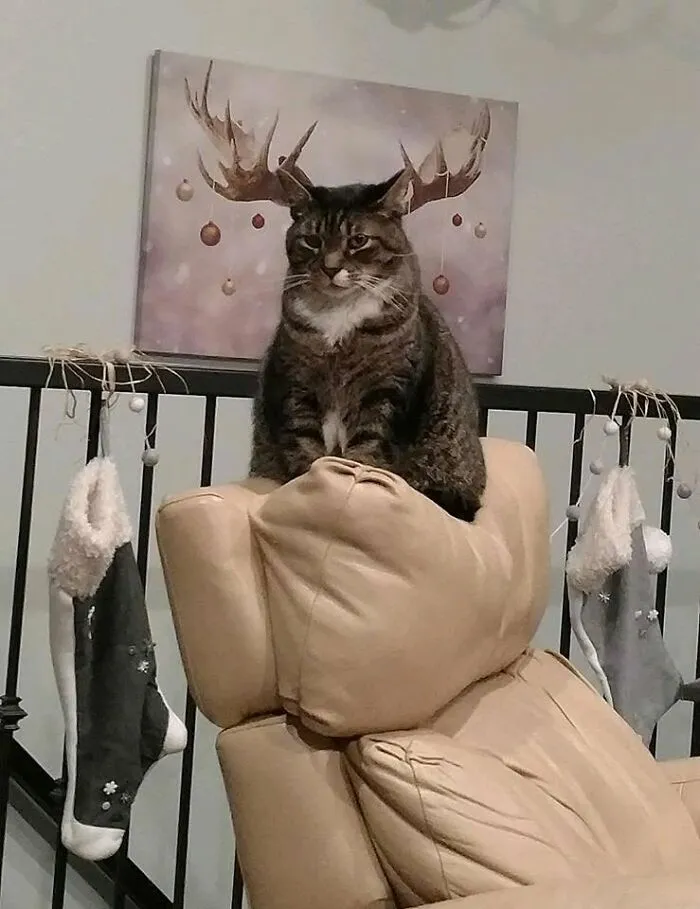 34 Funny And Wholesome Cat Pics Shared By This Page For Anyone Might Need A Dose Of Cuteness