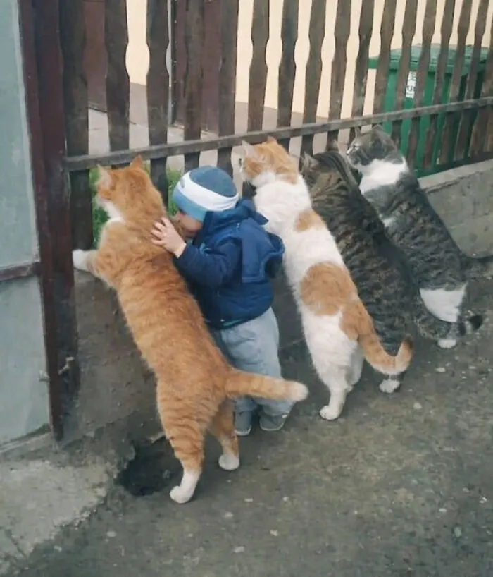 Cat Memes That Might Just Make Sense To Every Animal Lover (74 Pictures)