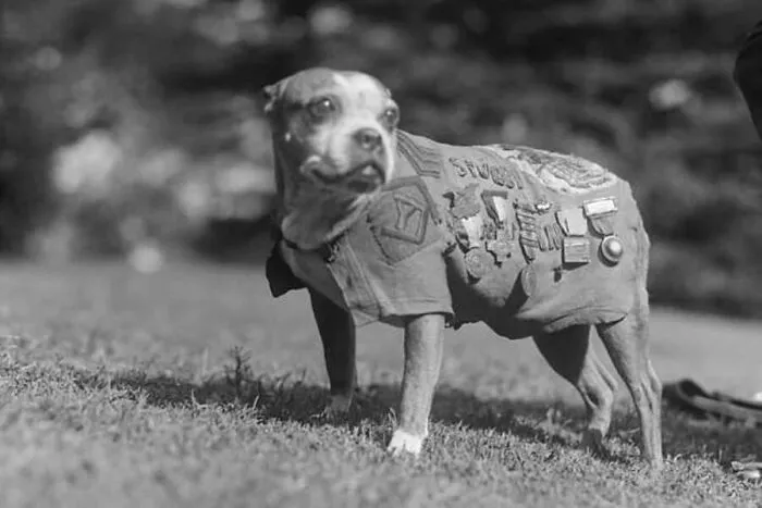 29 Historic Photos Shared By This Page Where Animals Unexpectedly Became The Stars Of The Shot