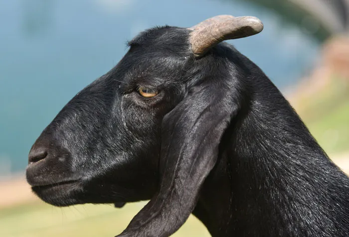 My Cousin’s Wedding Had A Surprise Guest, A Goat In A Tux