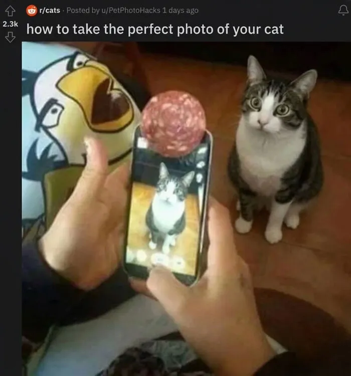 Cat Memes That Might Just Make Sense To Every Animal Lover (74 Pictures)