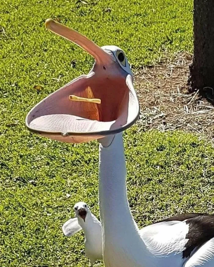This Page Shared 25 New Pics Of Animals Which Turned Ordinary Situations Into Pure Comedy
