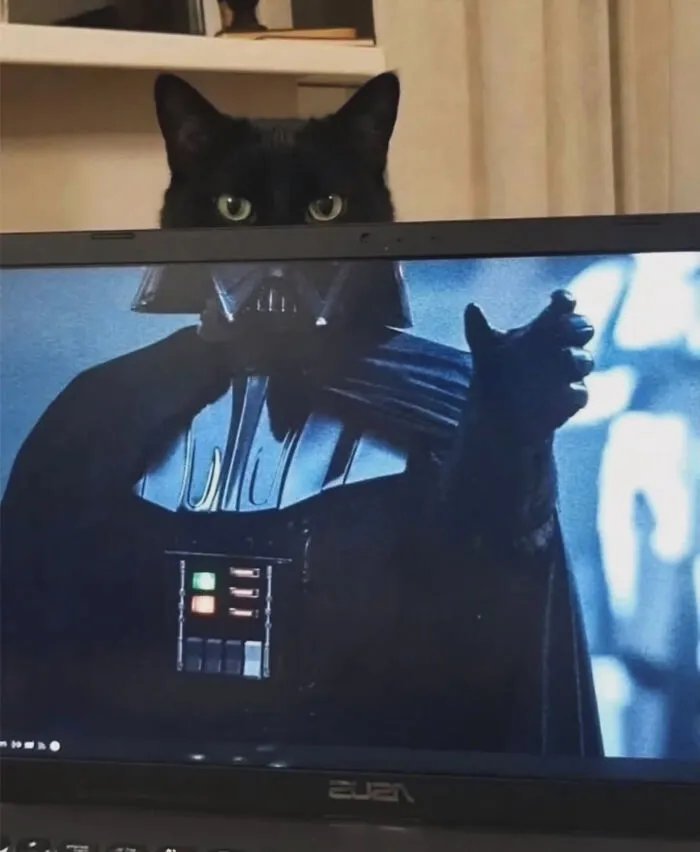 Cat Memes That Might Just Make Sense To Every Animal Lover (74 Pictures)