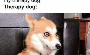 78 Animal Memes That Are Somehow Both Ridiculous And Extremely Wholesome
