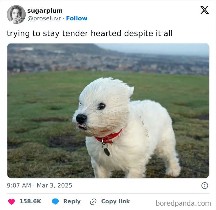 85 Funny Memes For When Your Mental Battery Is At 1% (New Pics)