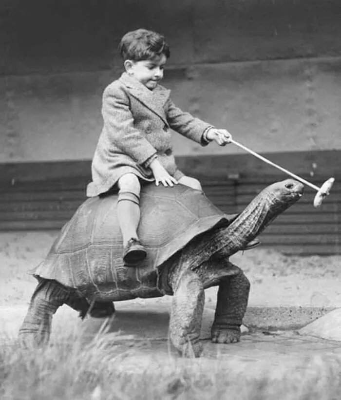 29 Historic Photos Shared By This Page Where Animals Unexpectedly Became The Stars Of The Shot