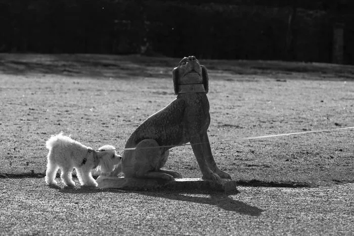 40 Street Photos That Prove You Never Know What’s Around The Corner