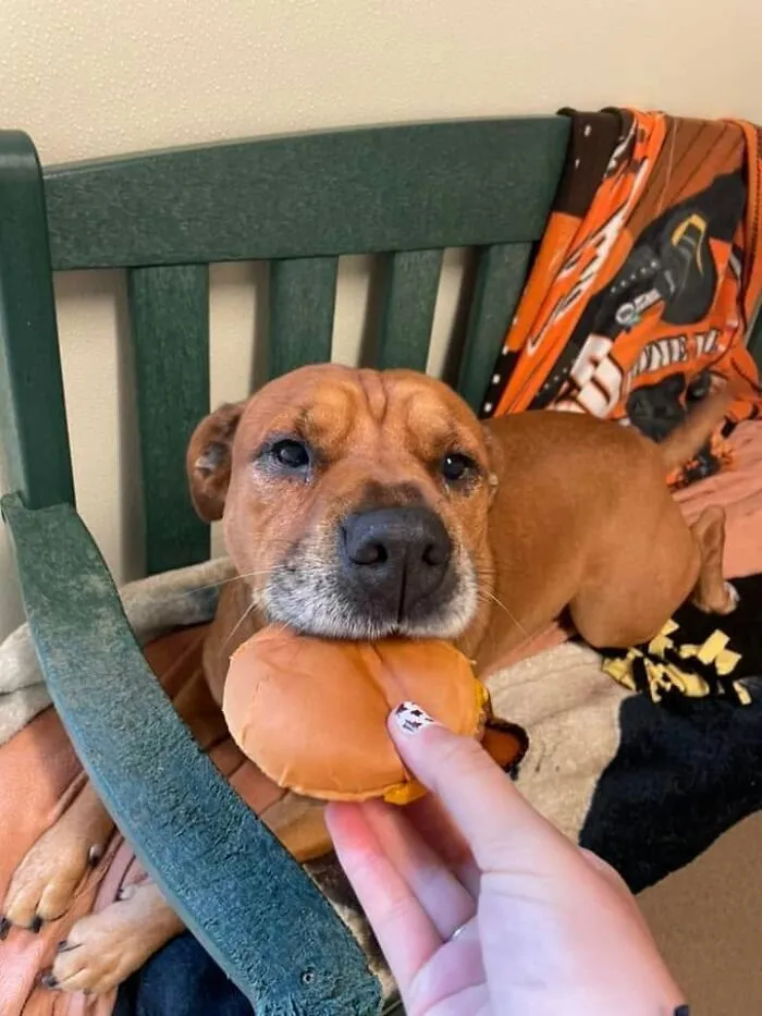 This Shelter Treats Its Dogs To Hamburgers, And Here Are 44 Pics Showing Their Reactions