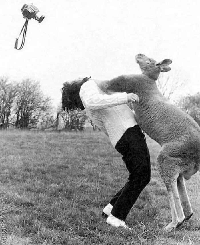 29 Historic Photos Shared By This Page Where Animals Unexpectedly Became The Stars Of The Shot