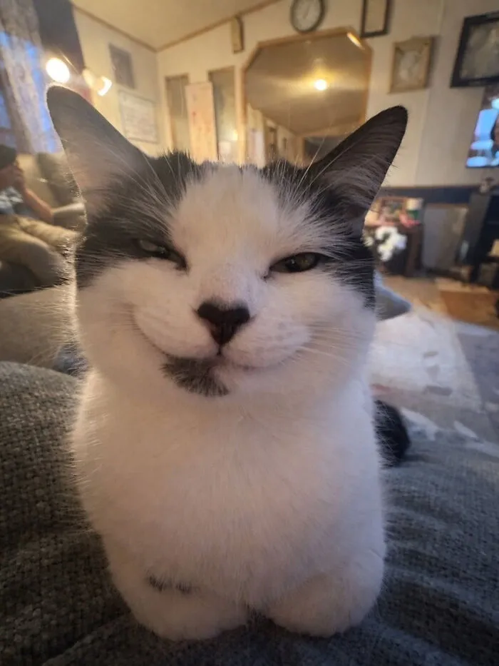 Cat Memes That Might Just Make Sense To Every Animal Lover (74 Pictures)