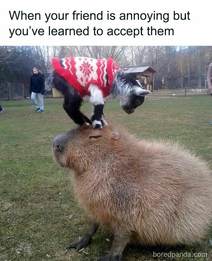 78 Memes For Anyone Who Stops Scrolling The Second An Animal Shows Up