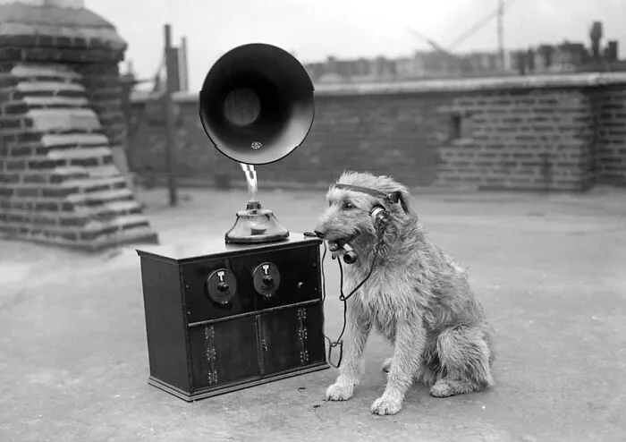 29 Historic Photos Shared By This Page Where Animals Unexpectedly Became The Stars Of The Shot