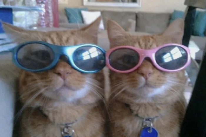 Cat Memes That Might Just Make Sense To Every Animal Lover (74 Pictures)