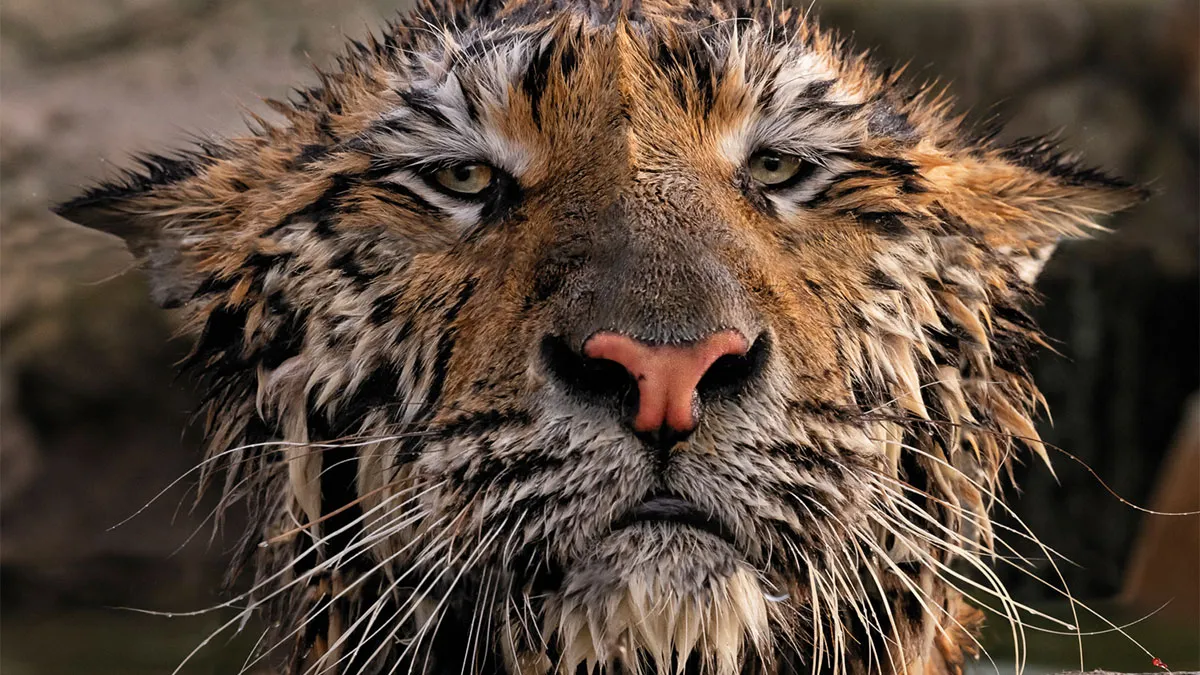 44 Breathtaking Nature Photos That Stood Out At The 2026 Academy Photo Awards
