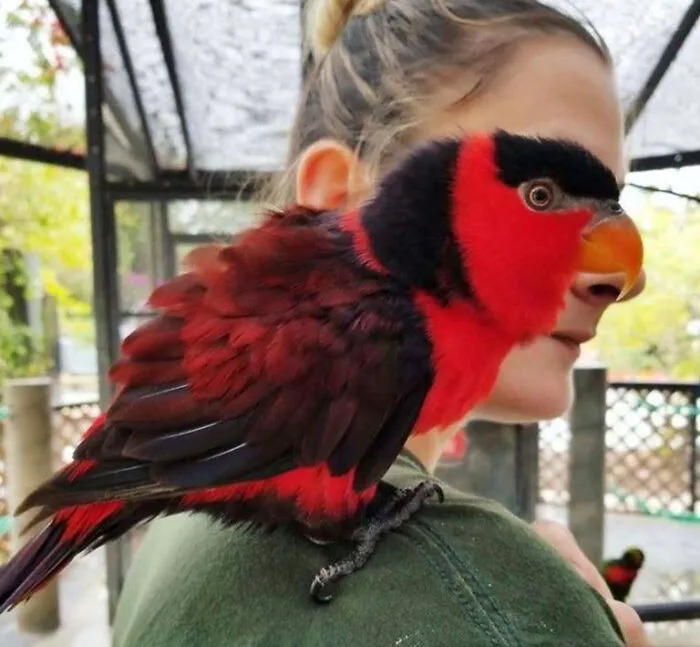 This Community Shared 50 Funny Animal Photos That Could Easily Win A Comedy Award