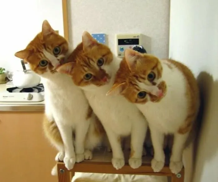 34 Funny And Wholesome Cat Pics Shared By This Page For Anyone Might Need A Dose Of Cuteness