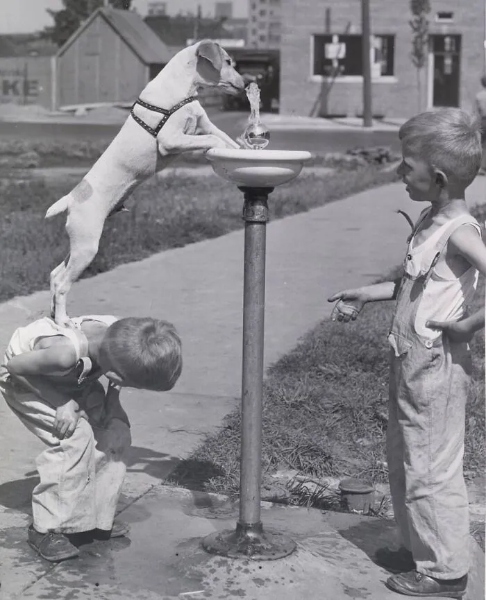 29 Historic Photos Shared By This Page Where Animals Unexpectedly Became The Stars Of The Shot