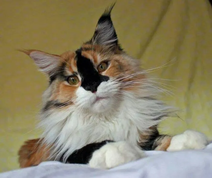 34 Funny And Wholesome Cat Pics Shared By This Page For Anyone Might Need A Dose Of Cuteness