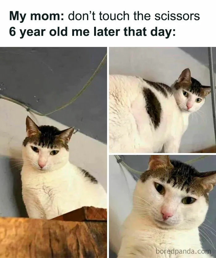 78 Memes For Anyone Who Stops Scrolling The Second An Animal Shows Up
