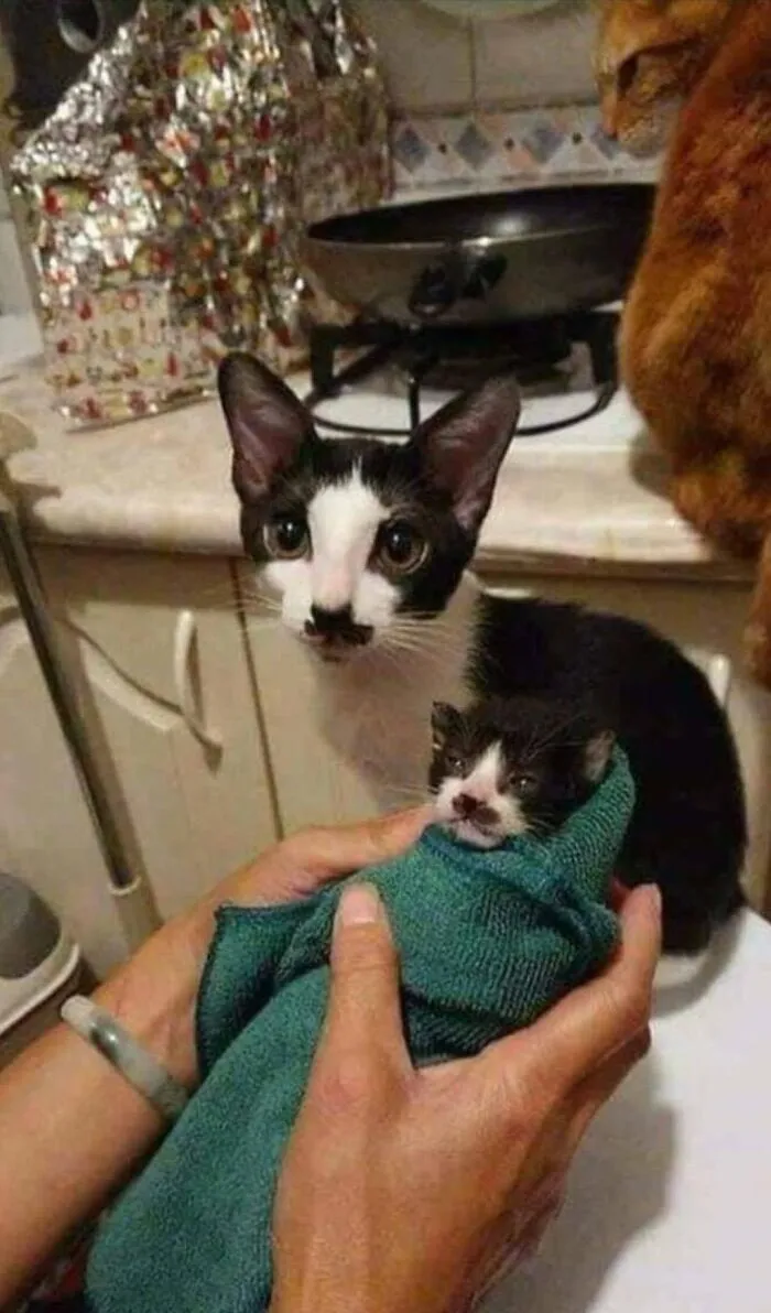 34 Funny And Wholesome Cat Pics Shared By This Page For Anyone Might Need A Dose Of Cuteness