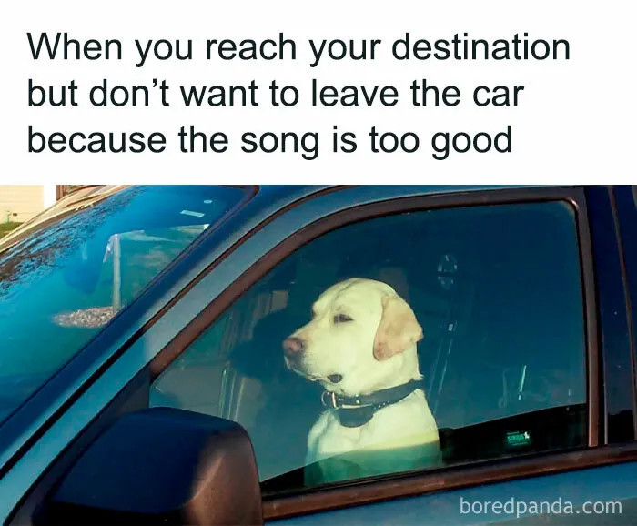 78 Memes For Anyone Who Stops Scrolling The Second An Animal Shows Up
