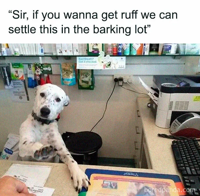 78 Memes For Anyone Who Stops Scrolling The Second An Animal Shows Up