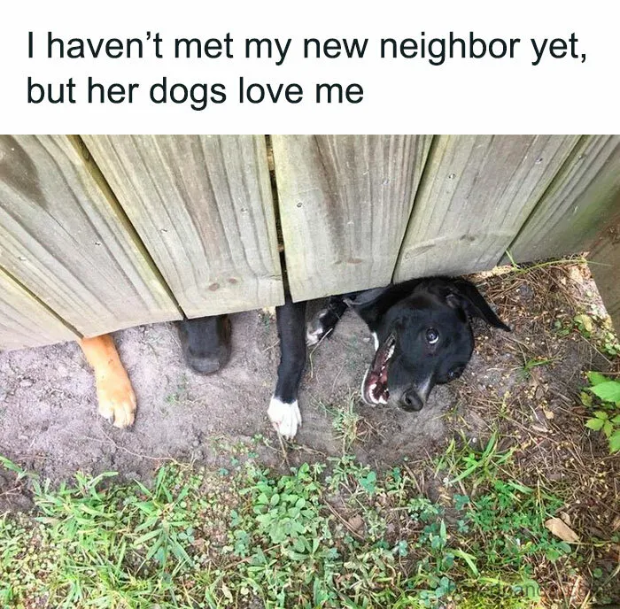 78 Memes For Anyone Who Stops Scrolling The Second An Animal Shows Up