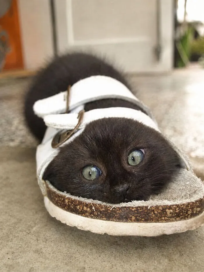 34 Funny And Wholesome Cat Pics Shared By This Page For Anyone Might Need A Dose Of Cuteness
