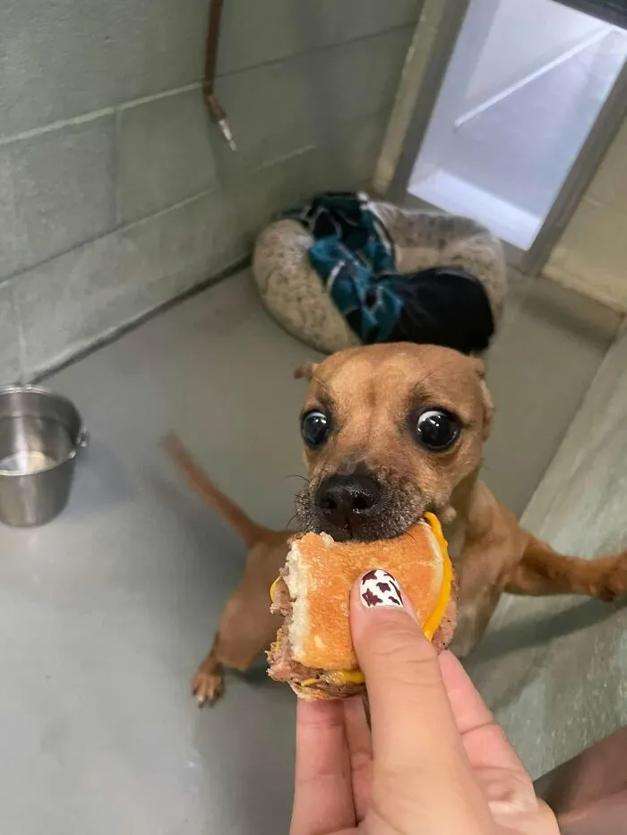 This Shelter Treats Its Dogs To Hamburgers, And Here Are 44 Pics Showing Their Reactions