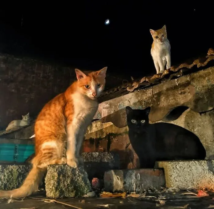 23 Street Cat Photos That Might Melt Your Heart By Guru Charan (New Pics)