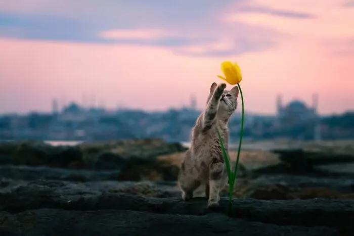 This Photographer Captures People, Animals, And Places In Stunning Light And Unique Angles (49 Pics)