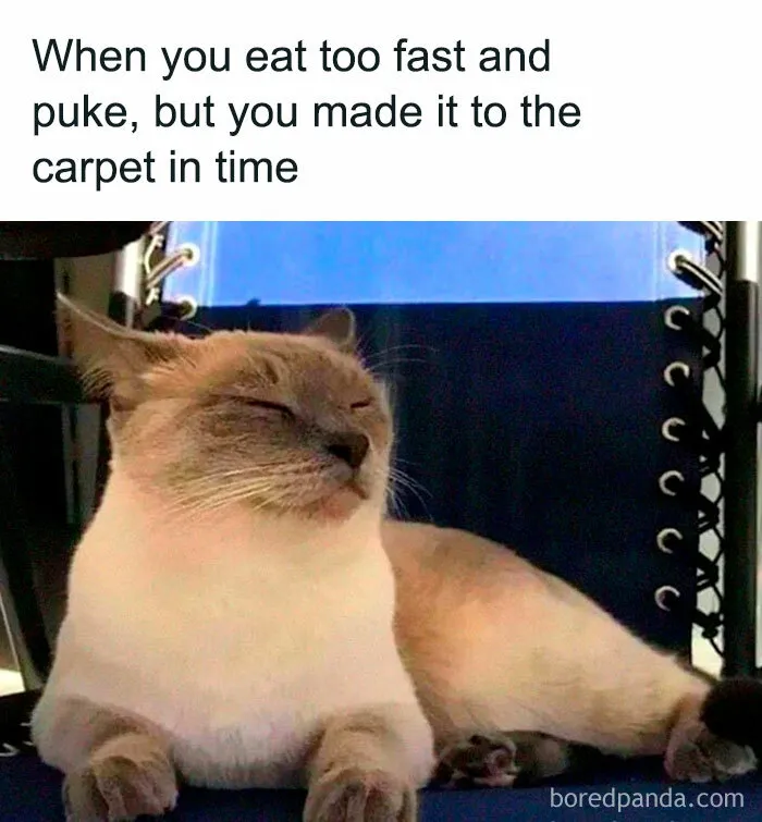78 Memes For Anyone Who Stops Scrolling The Second An Animal Shows Up
