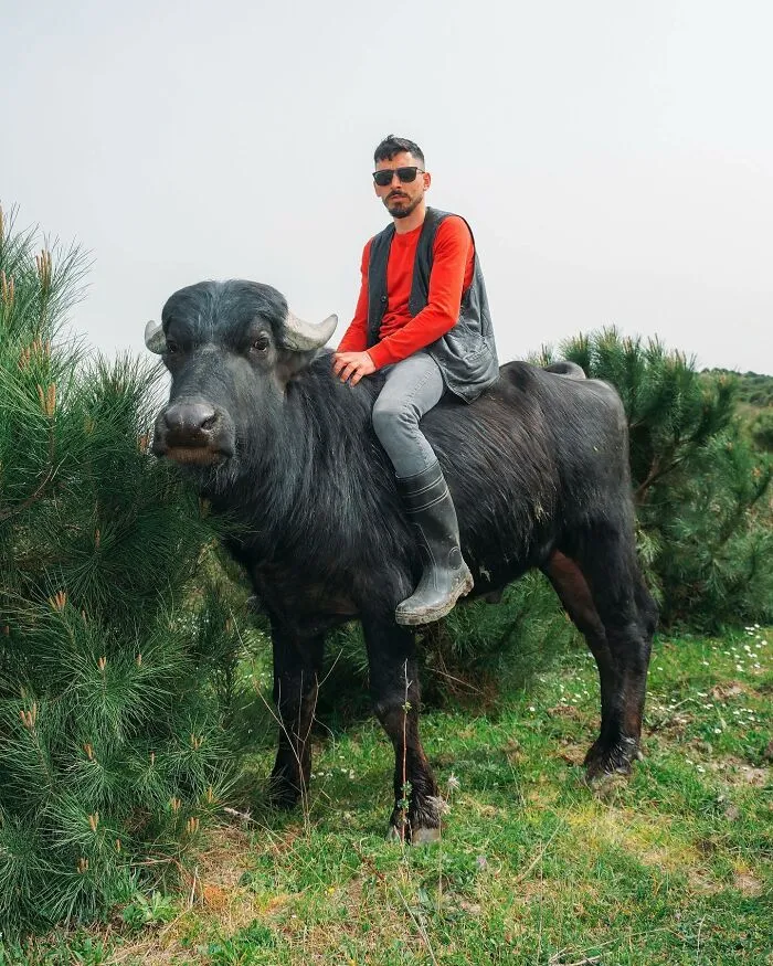 A man with sunglasses sitting on a water buffalo, a well-timed street shot.