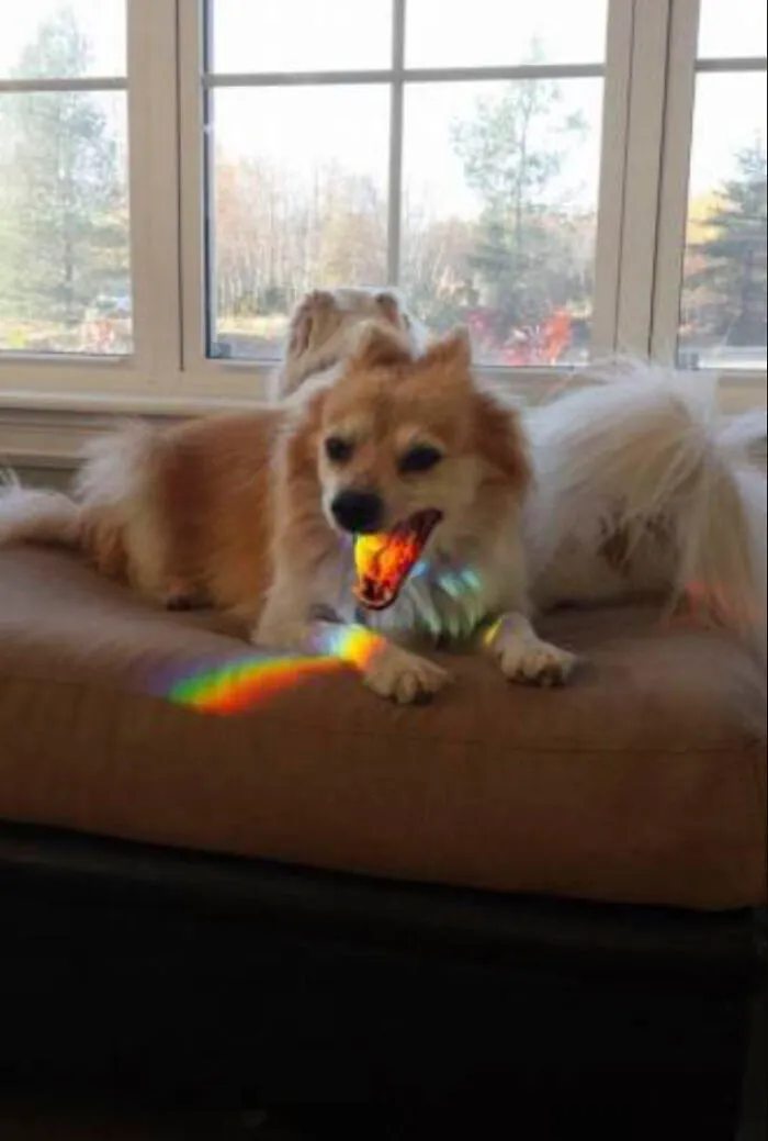 This Community Shared 50 Funny Animal Photos That Could Easily Win A Comedy Award
