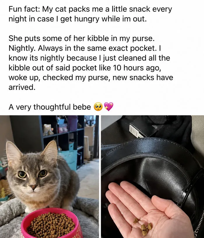 30 Hilarious Cat Memes That Every Cat Owner Might Immediately Understand