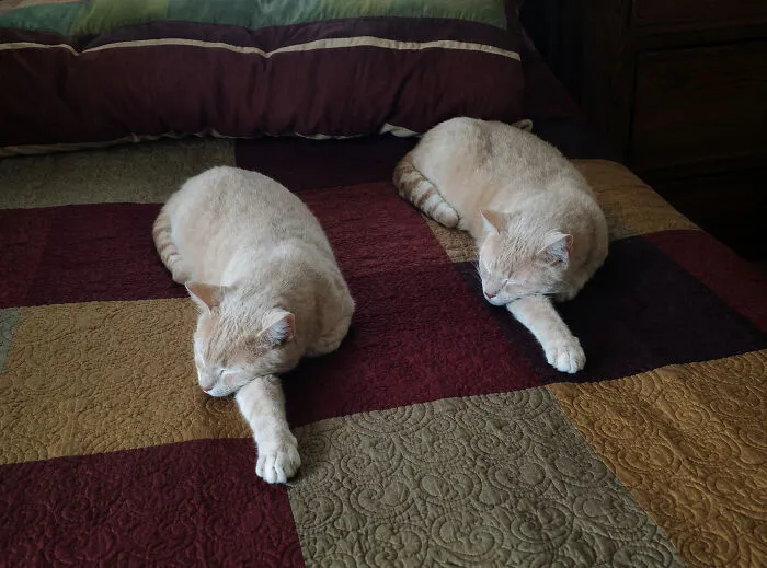34 Funny And Wholesome Cat Pics Shared By This Page For Anyone Might Need A Dose Of Cuteness