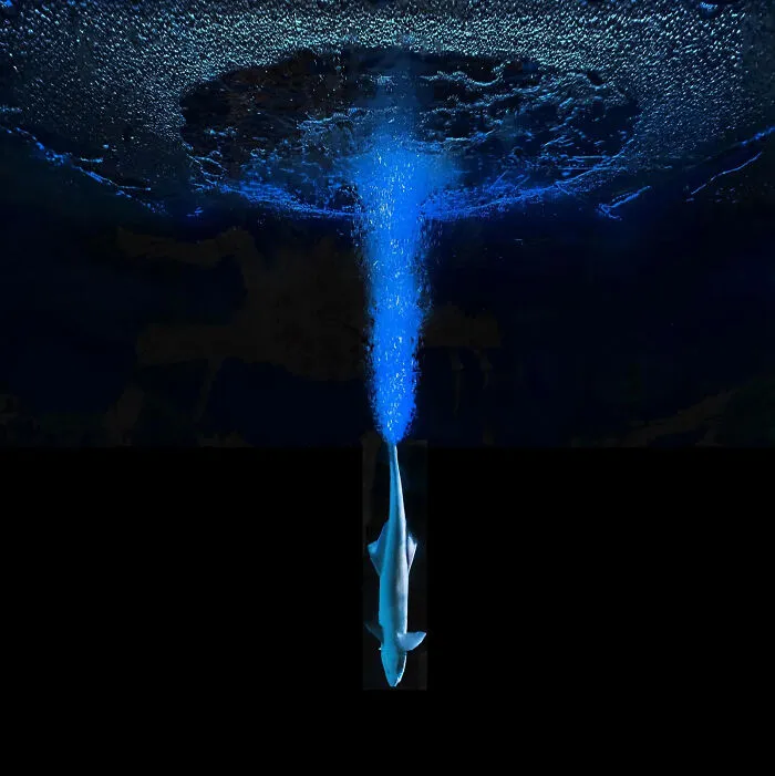 The Beauty Of The Deep By Zhong An Yu, Platinum Winner (Professional)