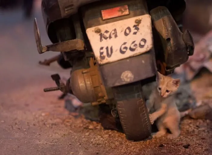 23 Street Cat Photos That Might Melt Your Heart By Guru Charan (New Pics)