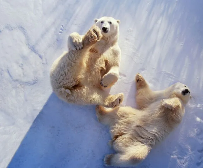 This Page Shared 40 Candid Animal Photos That Are Funny, Wholesome, And Impossible Not To Love