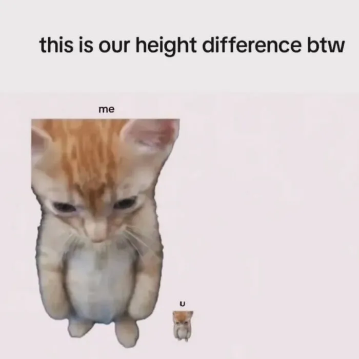 Humorous meme showing a large ginger cat representing me and a tiny cat representing U, illustrating height difference. Sweetcatclub memes.