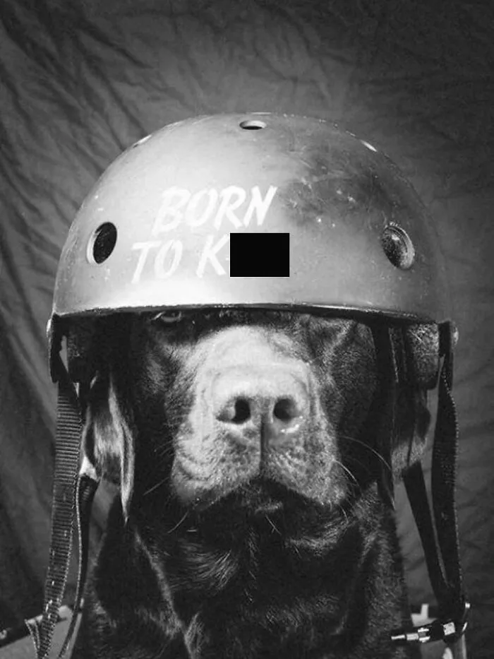 39 Fotos de perros compartidas por los premios Pure Photography que captan a la perfección el caos canino