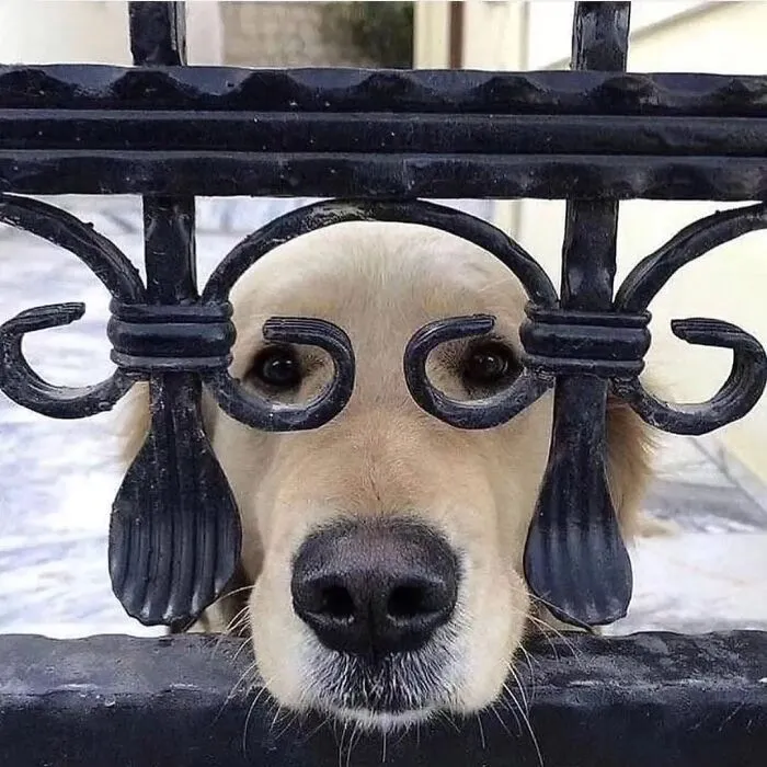 39 Fotos de perros compartidas por los premios Pure Photography que captan a la perfección el caos canino