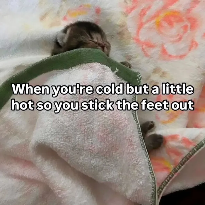 Cat Memes That Might Just Make Sense To Every Animal Lover (74 Pictures)