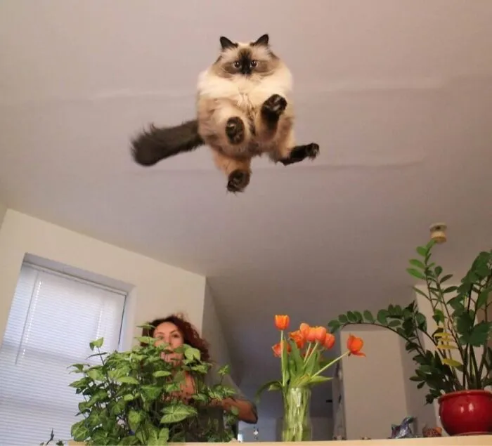 This Community Shared 50 Funny Animal Photos That Could Easily Win A Comedy Award