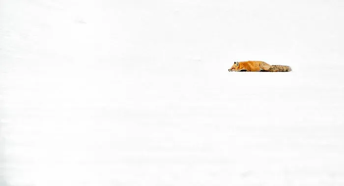 “Sleeping Fox” By Charles Janson