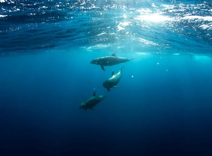 50 Science Facts So Terrifying, You May Wish You Never Learned Them